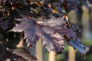 Acer platanoides 'Crimson Sentry' haute-tige 10/12 225cm tronc