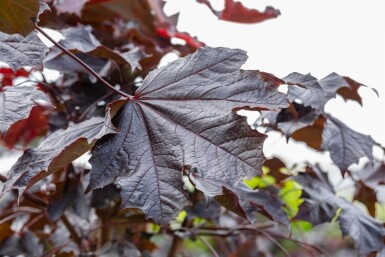 Acer platanoides 'Crimson Sentry' haute-tige 10/12 225cm tronc