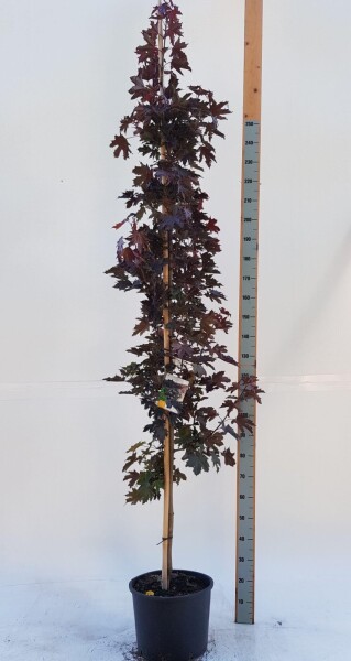 Acer platanoides 'Crimson Sentry' baliveau 12/14