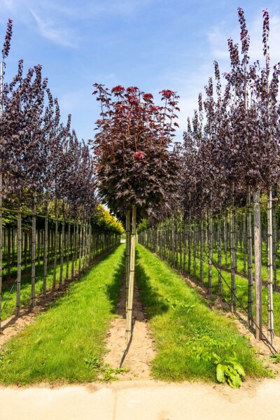 Acer platanoides 'Crimson Sentry' boule sur tige 6/8 225cm tronc
