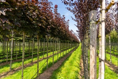 Acer platanoides 'Crimson Sentry' boule sur tige 6/8 225cm tronc