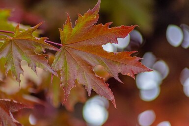 Acer platanoides 'Crimson Sentry' Demi-tige