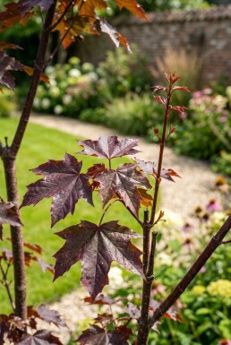 Acer plat. 'Crimson Sentry' demi-tige 6/8 120cm tronc
