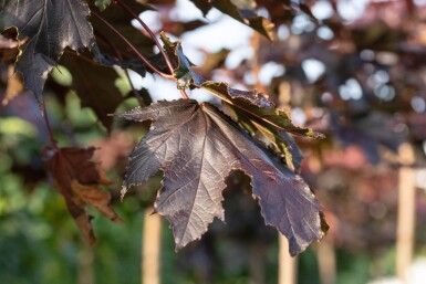 Acer plat. 'Crimson Sentry' demi-tige 6/8 120cm tronc