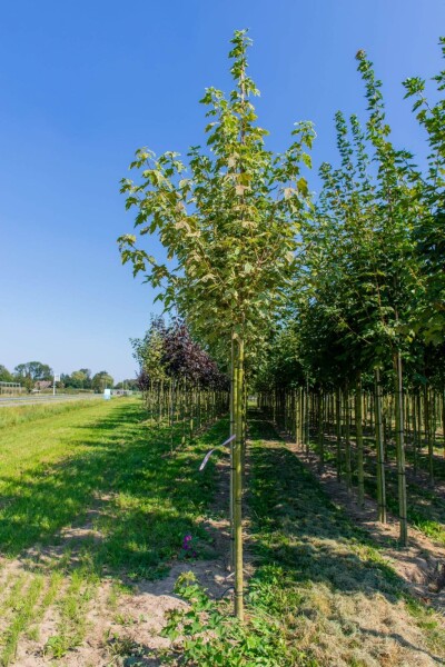 Acer platanoides 'Drummondii' haute-tige 8/10