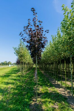 Acer platanoides 'Faassen's Black' haute-tige
