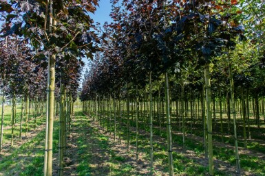 Acer platanoides 'Faassen's Black' haute-tige 10/12