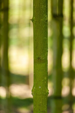 Acer platanoides 'Faassen's Black' haute-tige 10/12