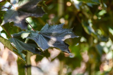 Acer platanoides 'Faassen's Black' haute-tige 10/12