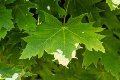 Acer platanoides 'Globosum' haute-tige 14/16 180cm tronc