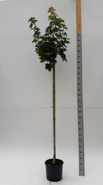 Acer platanoides 'Globosum' demi-tige 6/8 120cm tronc