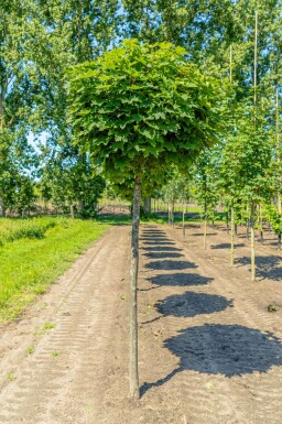 Acer platanoides 'Globosum' demi-tige 6/8 120cm tronc