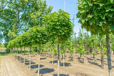 Acer platanoides 'Globosum' demi-tige 6/8 120cm tronc