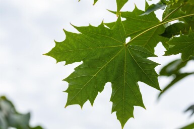 Acer platanoides 'Globosum' demi-tige 6/8 120cm tronc