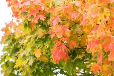 Acer platanoides 'Globosum' demi-tige 8/10 150cm tronc