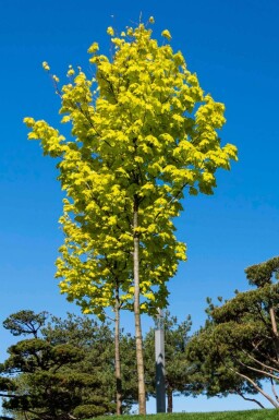 Acer platanoides 'Princeton Gold' baliveau