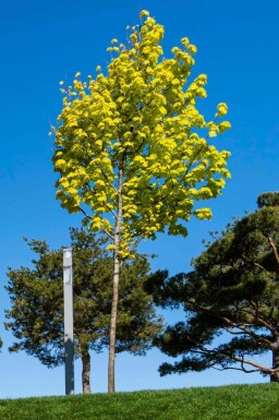Acer platanoides 'Princeton Gold' baliveau