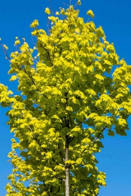 Acer platanoides 'Princeton Gold' baliveau 8/10