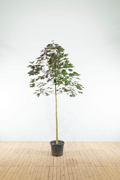 Acer platanoides 'Royal Red' haute-tige 6/8