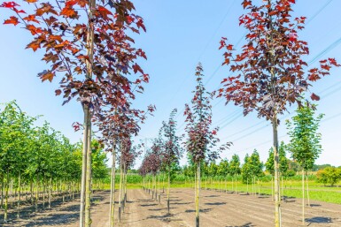 Acer platanoides 'Royal Red' haute-tige 6/8