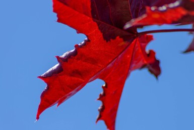 Acer platanoides 'Royal Red' haute-tige 6/8