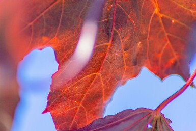 Acer platanoides 'Royal Red' haute-tige 6/8