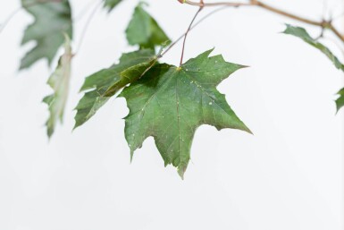 Acer platanoides 'Royal Red' haute-tige 6/8