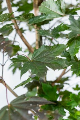 Acer platanoides 'Royal Red' haute-tige 6/8