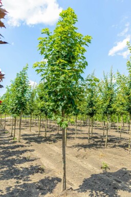 Acer pseudoplatanus haute-tige