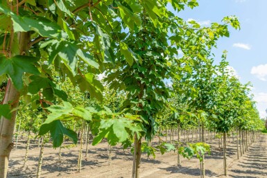 Acer pseudoplatanus haute-tige