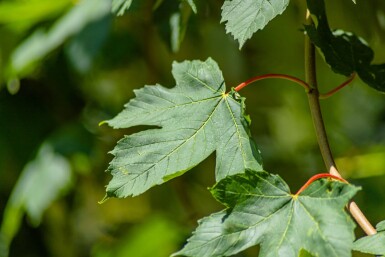 Acer pseudoplatanus haute-tige 18/20