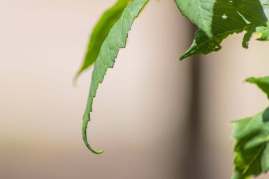 Acer pseudoplatanus haute-tige 18/20