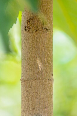 Acer pseudoplatanus haute-tige 18/20