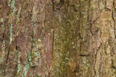 Acer pseudoplatanus haute-tige 18/20