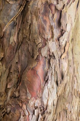 Acer pseudoplatanus haute-tige 18/20