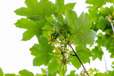 Acer pseudoplatanus haute-tige 18/20