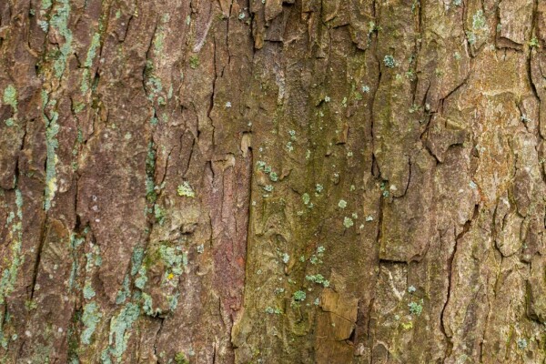 Acer pseudoplatanus baliveau 14/16