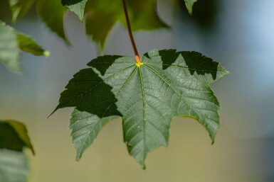 Acer pseudoplatanus baliveau 14/16