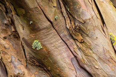 Acer pseudoplatanus cépée