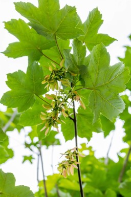 Acer pseudoplatanus cépée 250-300