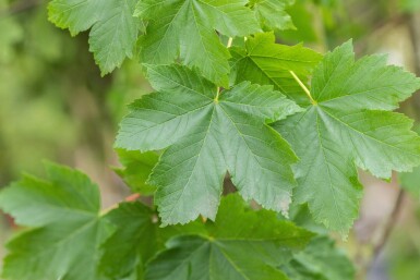 Acer pseudoplatanus cépée 250-300