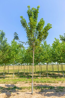 Acer pseudoplatanus 'Bruchem' haute-tige