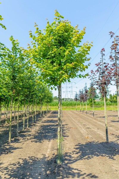 Acer rubrum haute-tige 6/8
