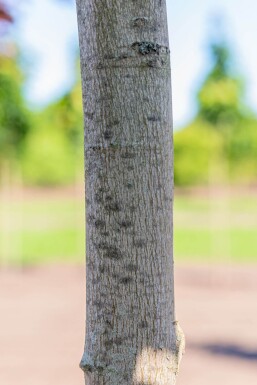 Acer rubrum haute-tige