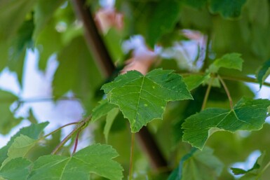 Acer rubrum haute-tige 6/8