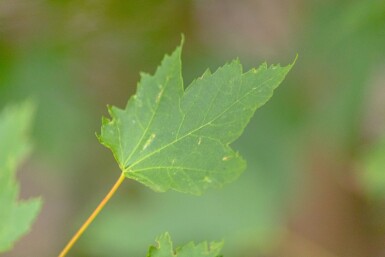 Acer rubrum haute-tige 6/8