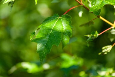 Acer rubrum cépée 200-250