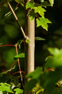 Acer rubrum cépée 200-250