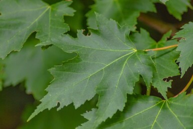 Acer rubrum cépée 200-250
