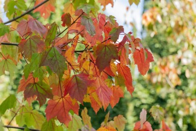 Acer rubrum cépée 200-250